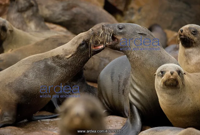 : Namibia, Cape Cross Seal Reserve. Southern : Namibia, Cape Cross Seal Reserve. Southern