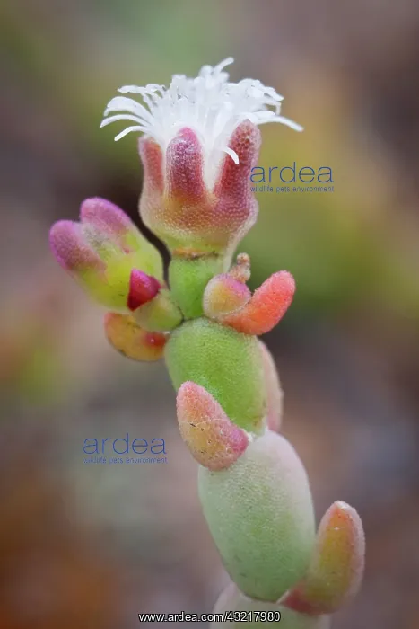 : Namibia, Cape Cross. Detail of small, flowering : Namibia, Cape Cross. Detail of small, flowering