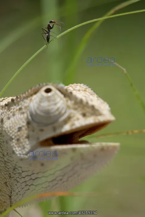: Namibia, Caprivi Strip. Flap Necked Chameleon : Namibia, Caprivi Strip. Flap Necked Chameleon