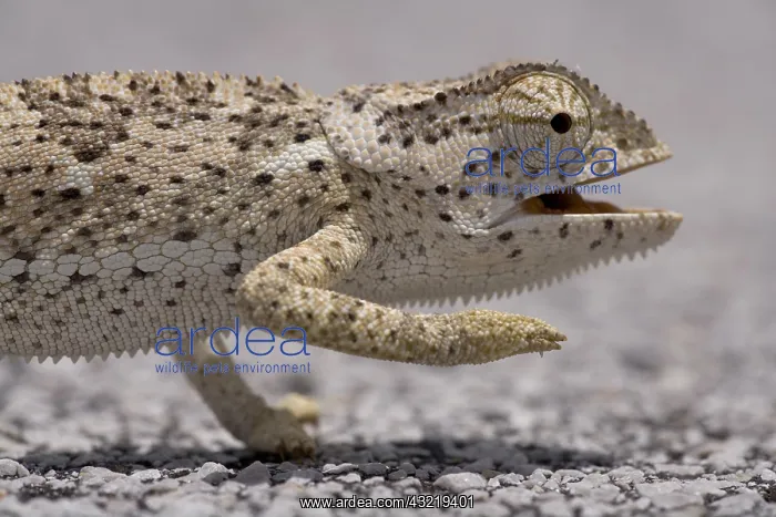 : Namibia, Caprivi Strip. Flap Necked Chameleon : Namibia, Caprivi Strip. Flap Necked Chameleon