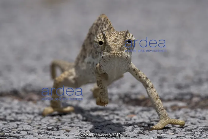 : Namibia, Caprivi Strip. Flap Necked Chameleon : Namibia, Caprivi Strip. Flap Necked Chameleon
