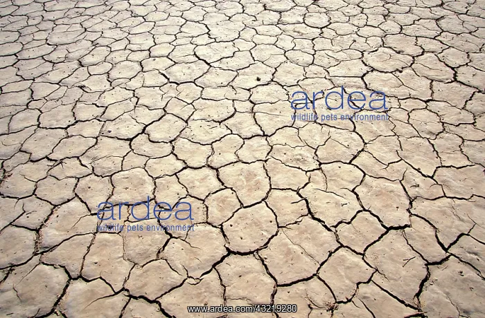 : Namibia, Cracked mud in dried desert pool : Namibia, Cracked mud in dried desert pool