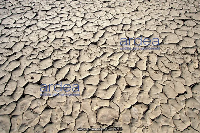 : Namibia, Cracked mud in dried desert pool : Namibia, Cracked mud in dried desert pool