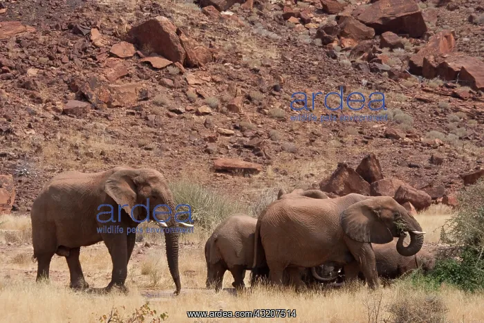 : Namibia, Damaraland. Elephants roam freely : Namibia, Damaraland. Elephants roam freely