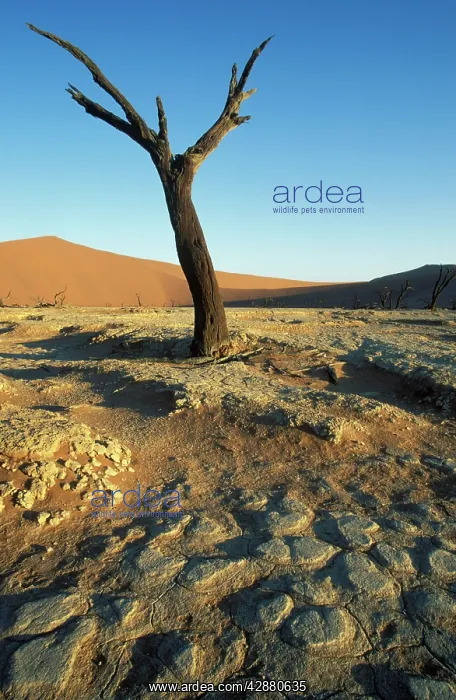: Namibia - Dead camelthorn tree (Acacia erioloba) : Namibia - Dead camelthorn tree (Acacia erioloba)