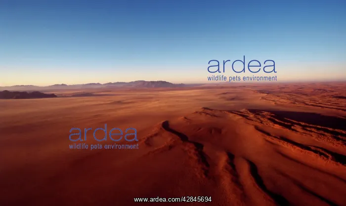 : Namibia - Edge of the red sand dunes of the Namib desert : Namibia - Edge of the red sand dunes of the Namib desert