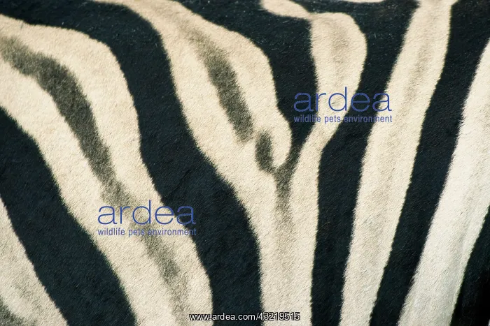 : Namibia, Etosha National Park. Detail of : Namibia, Etosha National Park. Detail of