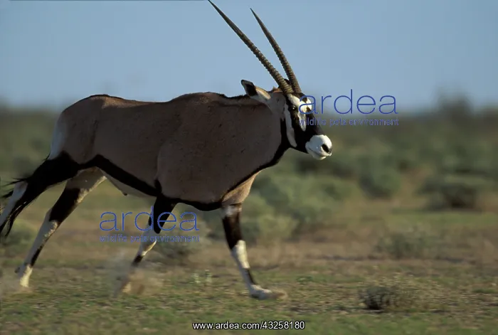 : Namibia, Etosha National Park, Adult Gemsbok : Namibia, Etosha National Park, Adult Gemsbok