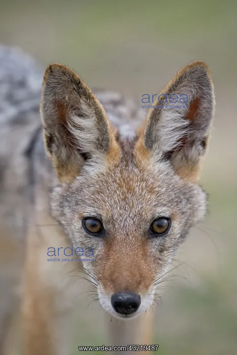 : Namibia, Etosha National Park. Black Backed : Namibia, Etosha National Park. Black Backed
