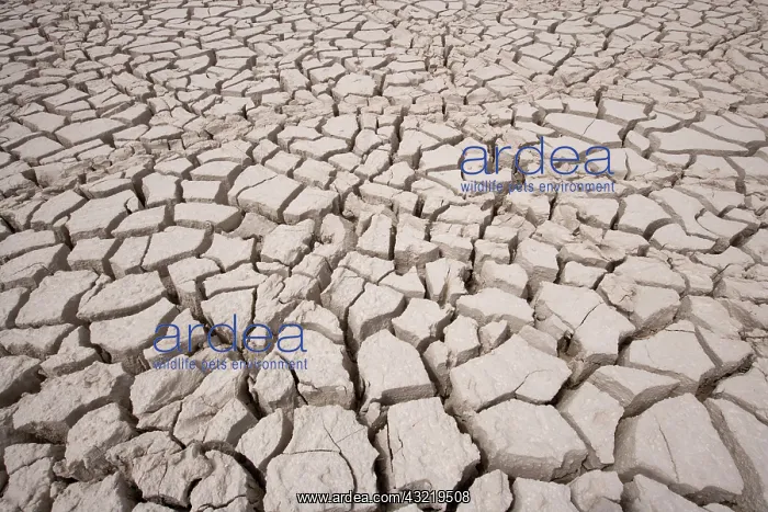 : Namibia, Etosha National Park. Cracked mud : Namibia, Etosha National Park. Cracked mud
