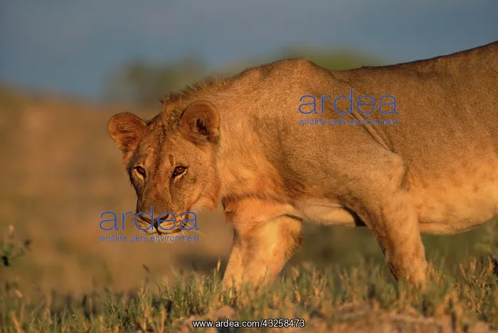 : Namibia, Etosha National Park, Female Lion : Namibia, Etosha National Park, Female Lion
