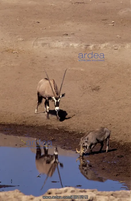 : Namibia: Etosha National Park, Gemsbok and : Namibia: Etosha National Park, Gemsbok and