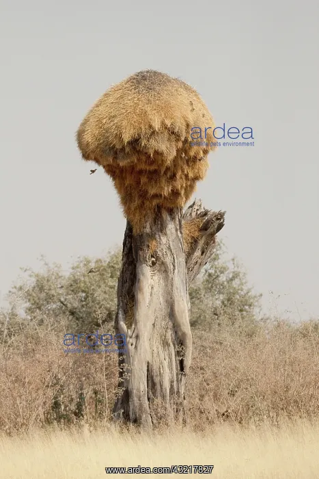 : Namibia, Etosha National Park. Giant sociable : Namibia, Etosha National Park. Giant sociable