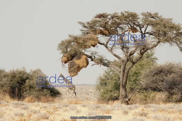 : Namibia, Etosha National Park. A giraffe : Namibia, Etosha National Park. A giraffe