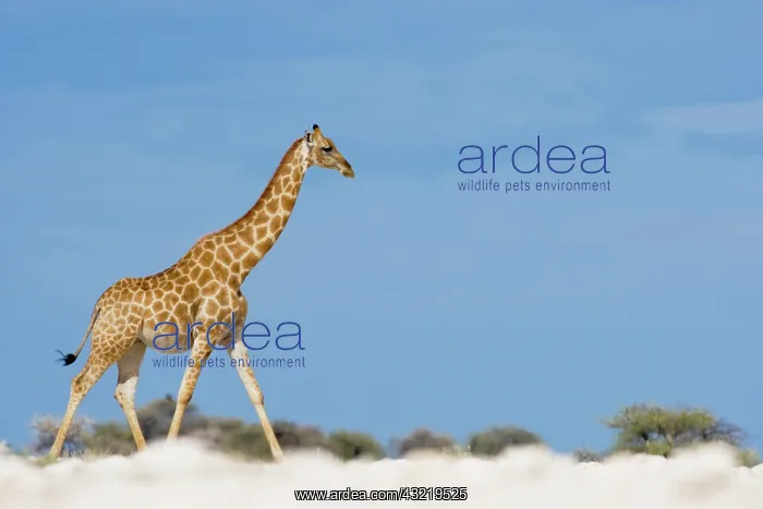 : Namibia, Etosha National Park. Giraffe (Giraffa : Namibia, Etosha National Park. Giraffe (Giraffa