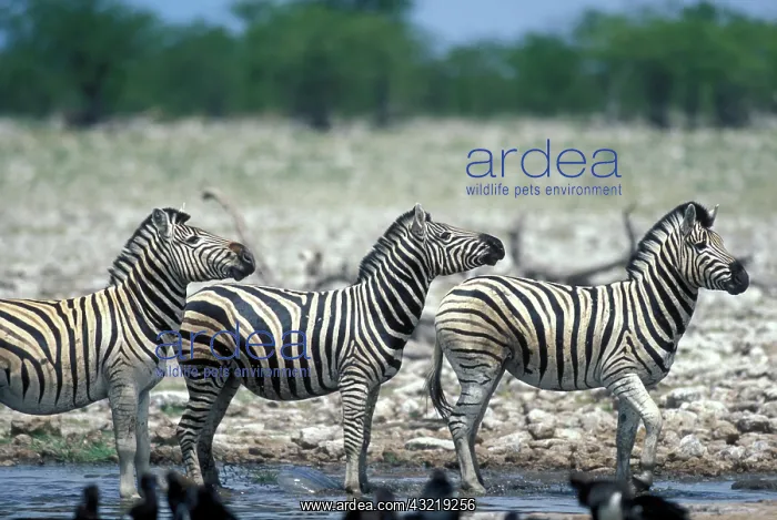 : Namibia, Etosha National Park, Herd of Plains : Namibia, Etosha National Park, Herd of Plains