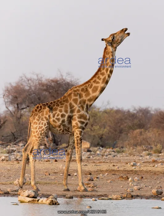 : Namibia, Etosha National Park, Klein Namutoni : Namibia, Etosha National Park, Klein Namutoni