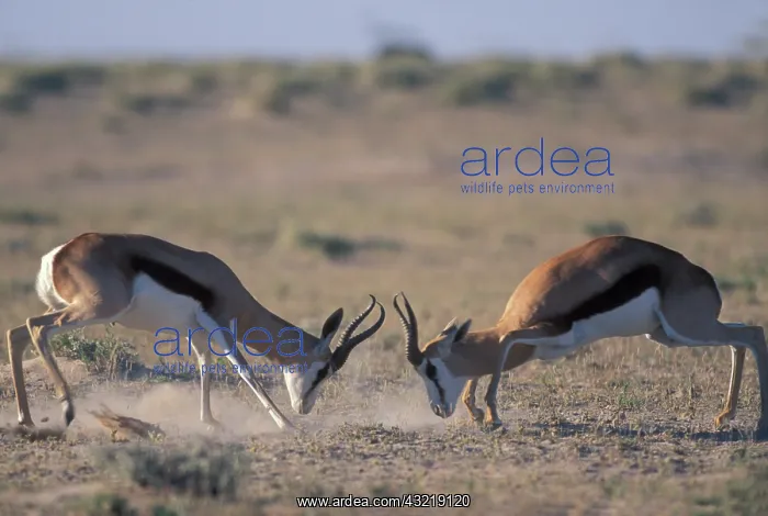 : Namibia, Etosha National Park, Two male : Namibia, Etosha National Park, Two male