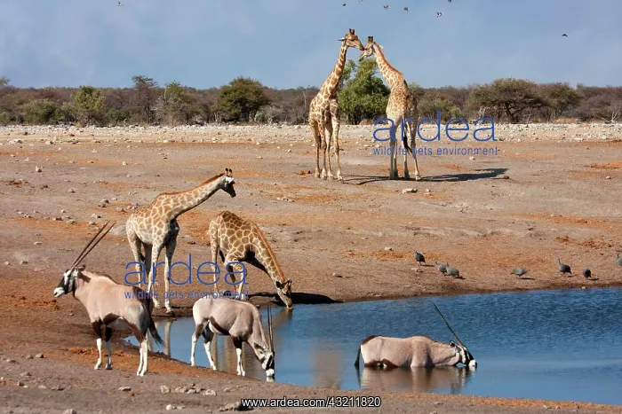 : Namibia, Etosha National Park. Oryx and : Namibia, Etosha National Park. Oryx and