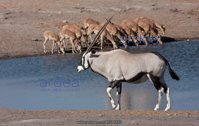 : Namibia, Etosha National Park. Oryx and : Namibia, Etosha National Park. Oryx and