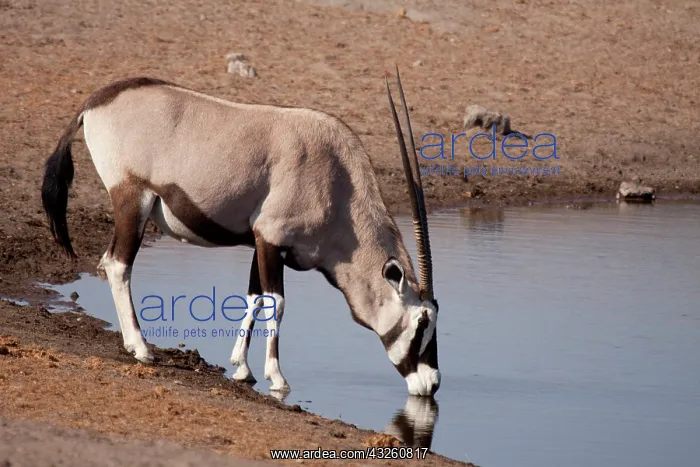 : Namibia, Etosha National Park. Oryx drinking : Namibia, Etosha National Park. Oryx drinking