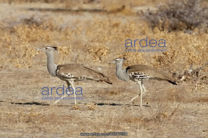 : Namibia, Etosha National Park. A pair of : Namibia, Etosha National Park. A pair of