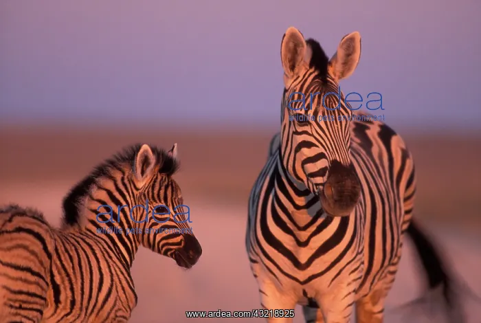 : Namibia, Etosha National Park, Plains Zebra : Namibia, Etosha National Park, Plains Zebra