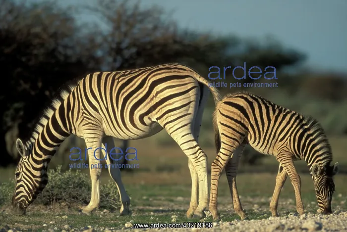 : Namibia, Etosha National Park, Plains Zebra : Namibia, Etosha National Park, Plains Zebra