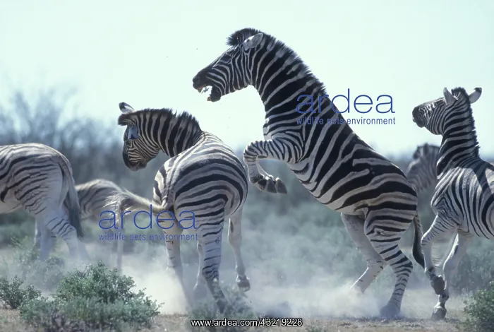: Namibia, Etosha National Park, Plains Zebra : Namibia, Etosha National Park, Plains Zebra