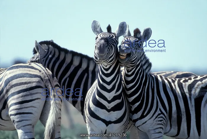 : Namibia, Etosha National Park, Plains Zebra : Namibia, Etosha National Park, Plains Zebra
