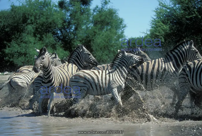 : Namibia, Etosha National Park, Plains Zebra : Namibia, Etosha National Park, Plains Zebra