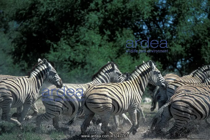 : Namibia, Etosha National Park, Plains Zebra : Namibia, Etosha National Park, Plains Zebra