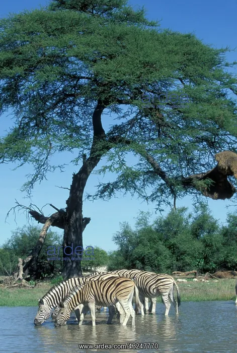 : Namibia, Etosha National Park, Plains Zebra : Namibia, Etosha National Park, Plains Zebra