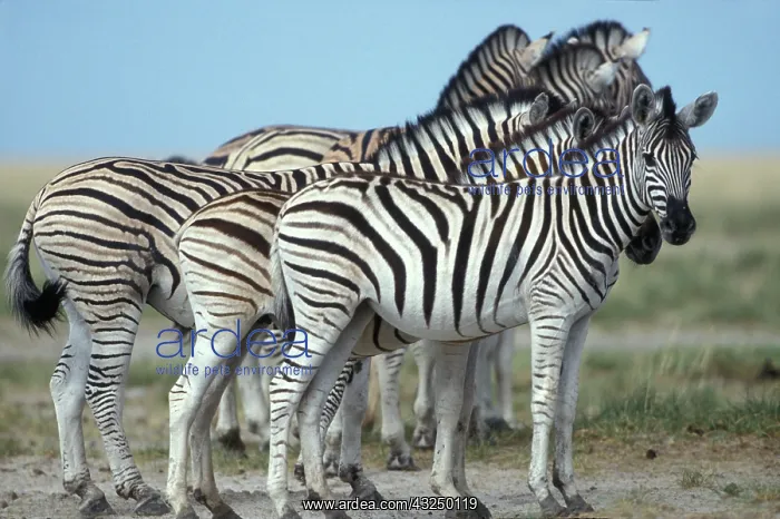 : Namibia, Etosha National Park, Plains Zebra : Namibia, Etosha National Park, Plains Zebra