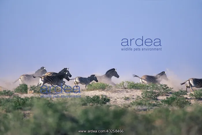 : Namibia, Etosha National Park, Plains Zebra : Namibia, Etosha National Park, Plains Zebra