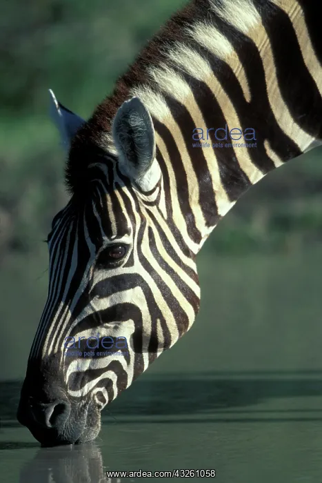 : Namibia, Etosha National Park, Plains Zebra : Namibia, Etosha National Park, Plains Zebra