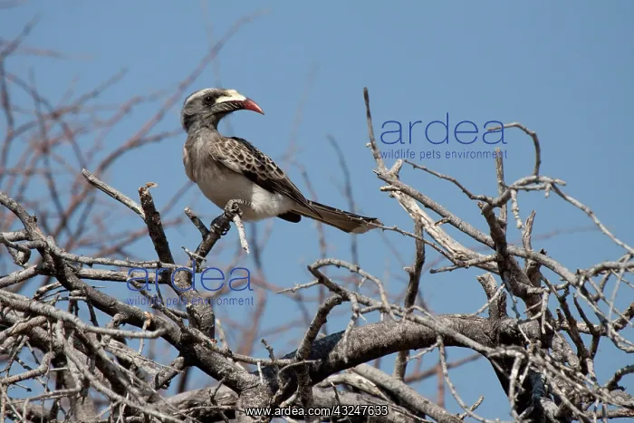 : Namibia, Etosha National Park. Red-billed : Namibia, Etosha National Park. Red-billed