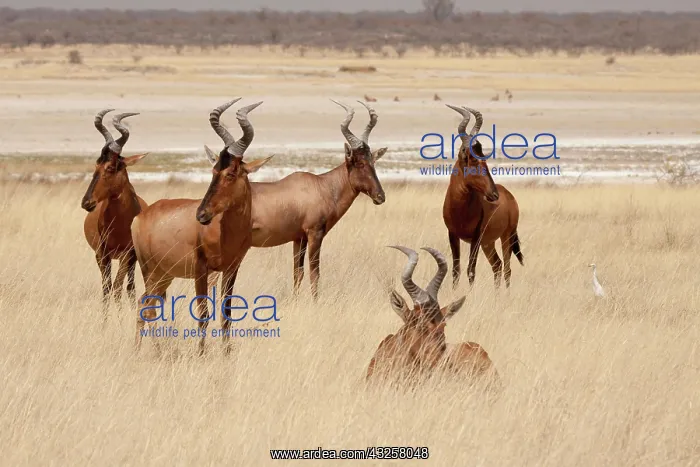 : Namibia, Etosha National Park. Red hartebeets : Namibia, Etosha National Park. Red hartebeets