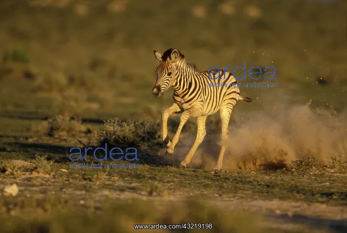 : Namibia, Etosha National Park, Running young : Namibia, Etosha National Park, Running young