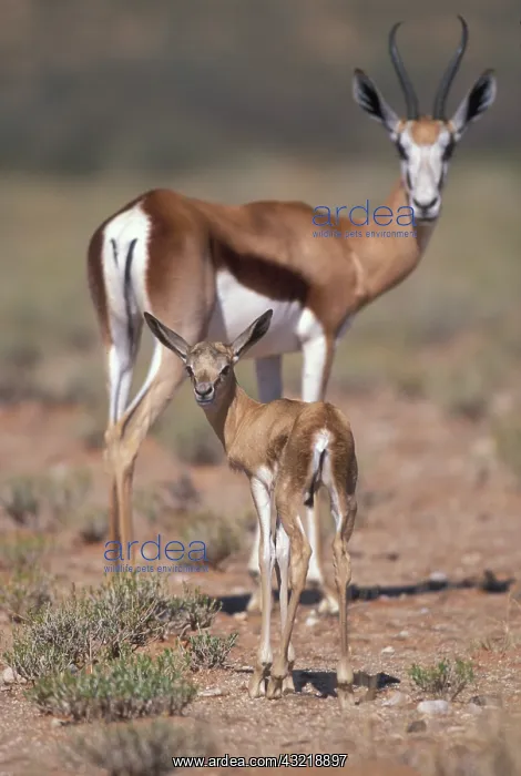 : Namibia, Etosha National Park, Springbok : Namibia, Etosha National Park, Springbok