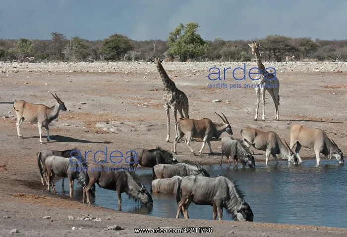 : Namibia, Etosha National Park. Variety of : Namibia, Etosha National Park. Variety of