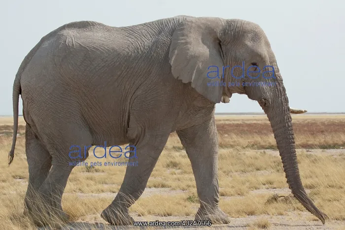 : Namibia, Etosha National Park. Side view : Namibia, Etosha National Park. Side view