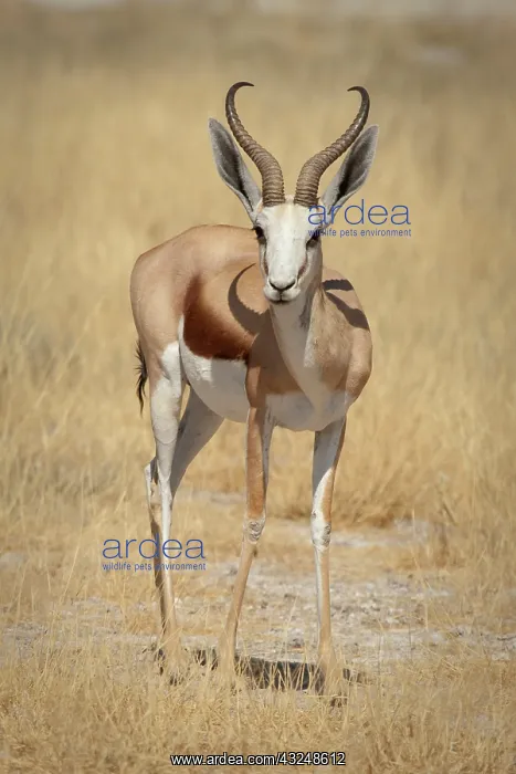 : Namibia, Etosha National Park. Front view : Namibia, Etosha National Park. Front view