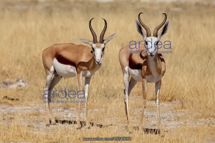 : Namibia, Etosha National Park. View of two : Namibia, Etosha National Park. View of two