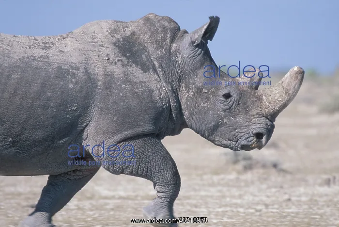 : Namibia, Etosha National Park, White Rhino : Namibia, Etosha National Park, White Rhino