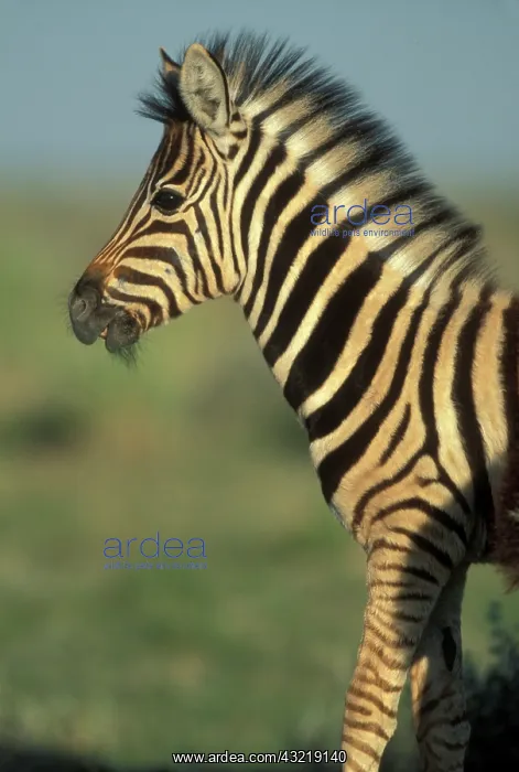 : Namibia, Etosha National Park, Young Plains : Namibia, Etosha National Park, Young Plains