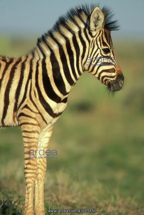 : Namibia, Etosha National Park, Young Plains : Namibia, Etosha National Park, Young Plains