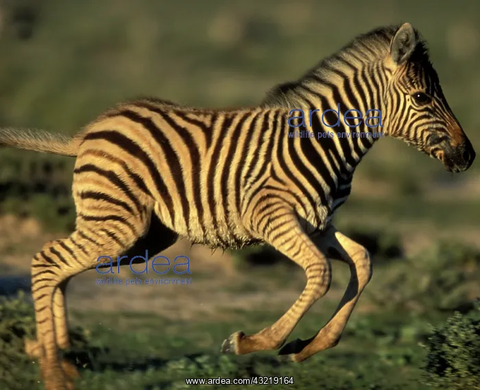 : Namibia, Etosha National Park, Young Plains : Namibia, Etosha National Park, Young Plains