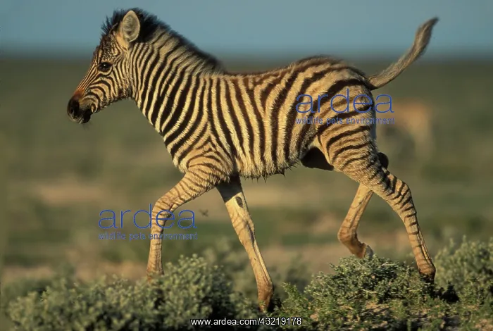 : Namibia, Etosha National Park, Young Plains : Namibia, Etosha National Park, Young Plains