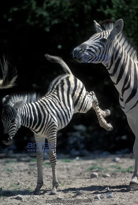 : Namibia, Etosha National Park, Young Plains : Namibia, Etosha National Park, Young Plains